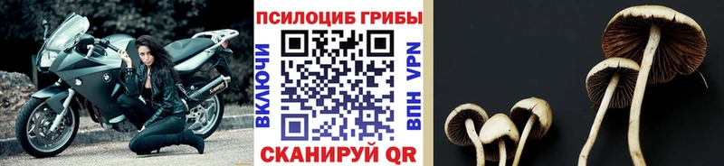 ссылка на мегу ссылка  Волхов  Галлюциногенные грибы Psilocybe 